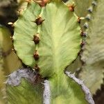 Euphorbia abyssinica Leaf