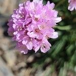 Armeria alpina花