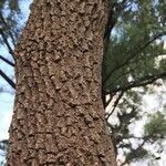 Croton gratissimus Bark