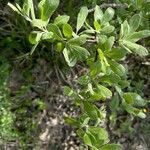 Pyrus elaeagrifolia 葉