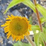 Buphthalmum salicifolium Blüte