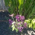 Vernonia fasciculata Flower