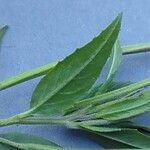 Epilobium ciliatum Leaf