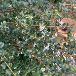 Osmanthus delavayi Levél