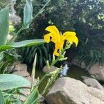 Canna glauca 花