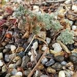 Artemisia frigida Habit