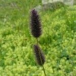 Phleum alpinum Fleur