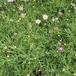 Argyranthemum frutescensBlad