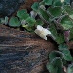 Asarina procumbens Kvet