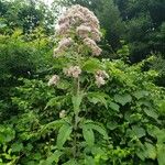Eutrochium maculatum Hábito