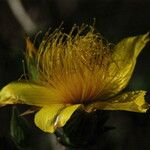 Mentzelia crocea Flors