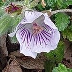 Geranium renardii Flower