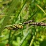 Carex nigra Blüte