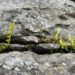 Asplenium marinum Leaf