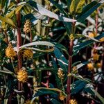 Lysimachia thyrsiflora Blad