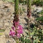 Onobrychis arenaria Flower