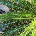 Ptilostemon casabonae Leaf