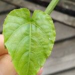 Cissus verticillata 葉