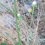 Conyza bonariensis 其他