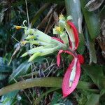 Billbergia amoena