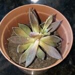 Echeveria affinis Ліст