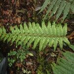 Polystichum transvaalense Blad