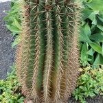 Ferocactus pilosus Агульны выгляд