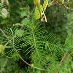 Ipomoea quamoclit Leaf