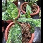 Aglaonema pictum Feuille