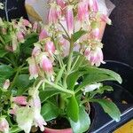 Kalanchoe miniata Flower