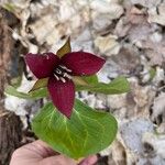 Trillium erectumKvět