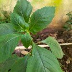 Crassocephalum crepidioides Blatt