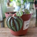 Peperomia albovittata ഇല