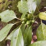 Aucuba japonica Fruit