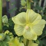 Alcea biennis Blodyn