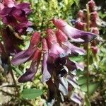 Vicia nigricans Flor