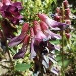 Vicia nigricans Flower