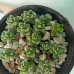 Sedum furfuraceum Лист