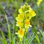 Linaria angustissimaFlower