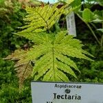 Tectaria cicutaria Leaf