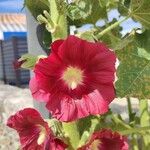 Alcea setosaFlower