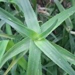 Aloe ciliaris Folha