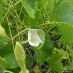 Ipomoea violacea 花