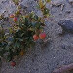 Berberis mucrifolia Habit