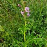 Cleome allamanii 葉