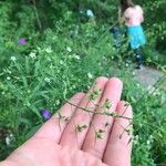 Thesium linophyllon Flower