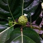 Morinda citrifolia 果實