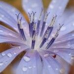 Cichorium spinosum Květ