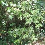 Acalypha integrifolia عادت داشتن