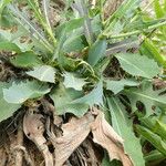 Lactuca perennis Leaf